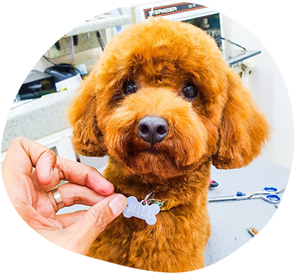 Information About Dog Grooming Needs By Breed